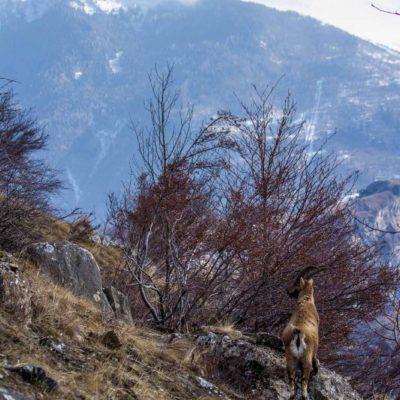 Bouquetin des Alpes