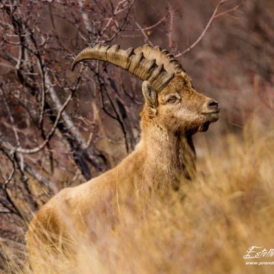 Bouquetin des Alpes_portrait