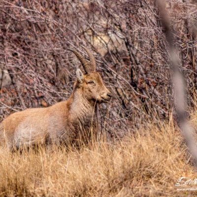 Bouquetin des Alpes_portrait