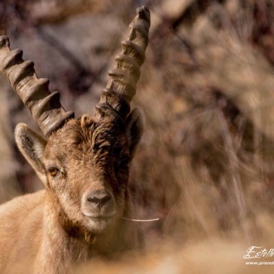 Bouquetin des Alpes_broute