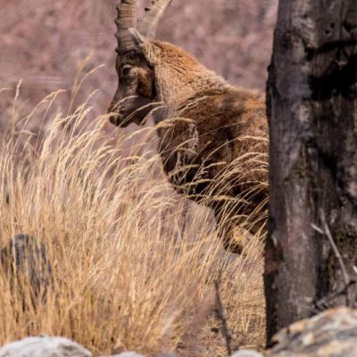 Bouquetin des Alpes_portrait