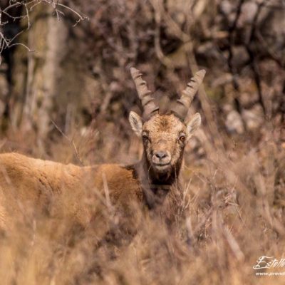 Bouquetin des Alpes_portrait