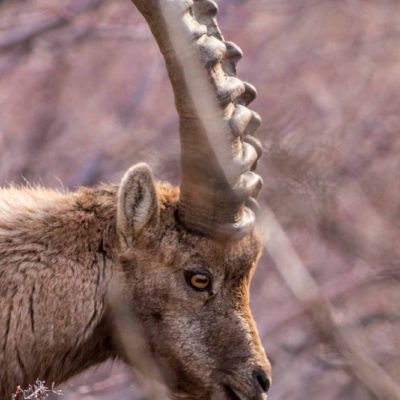 Bouquetin des Alpes_portrait