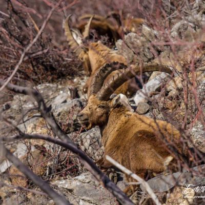 Bouquetin des Alpes_rumine couché