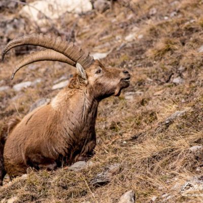 Bouquetin des Alpes_rumine couché