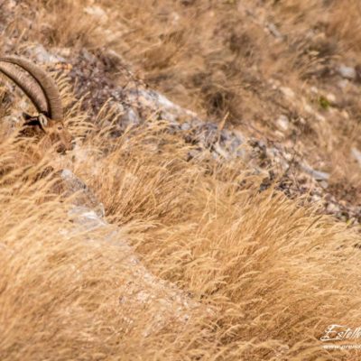 Bouquetin des Alpes_rumine couché