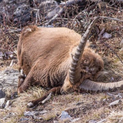 Bouquetin des Alpes_dort