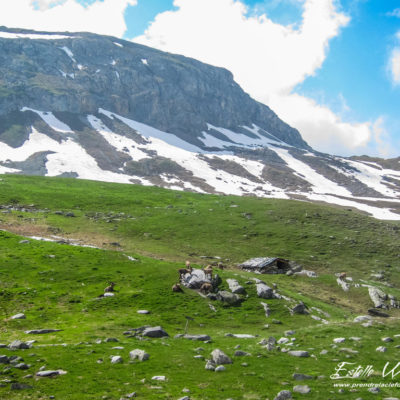 Bouquetin des Alpes et paysage montagne