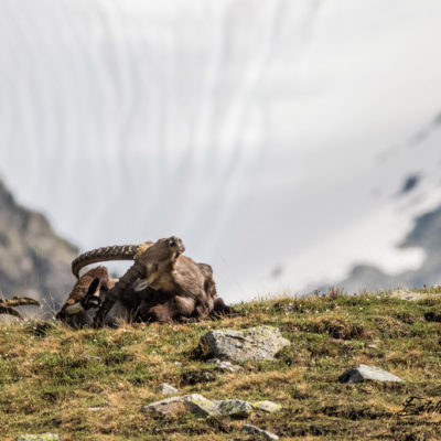 Bouquetin des Alpes_toilettage