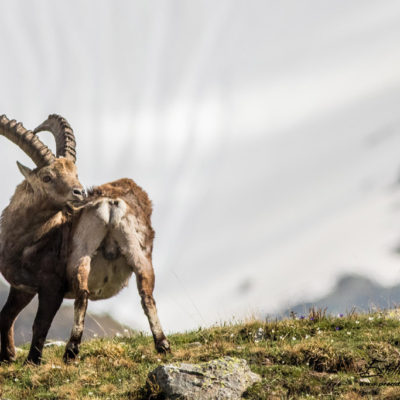 Bouquetin des Alpes_toilettage