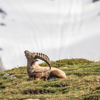 Bouquetin des Alpes_toilettage