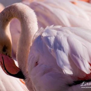 Flamant rose