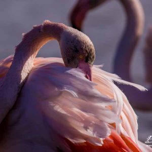 Flamant rose