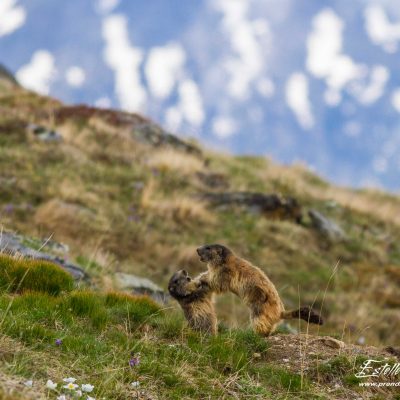 Marmotte des Alpes : joute amoureuse