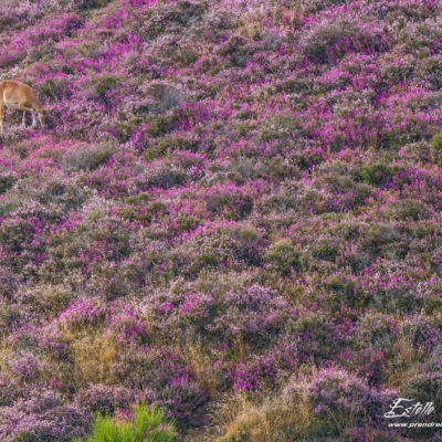 Mouflon méditerranéen 2014
