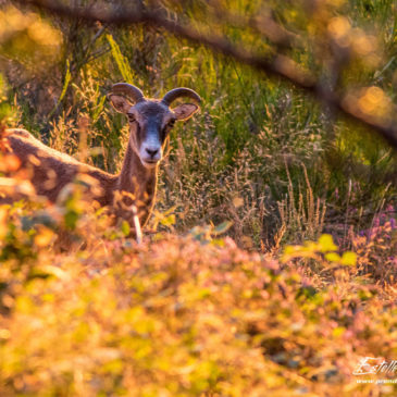 Mouflons du Haut-Languedoc : la Crête d’Aret