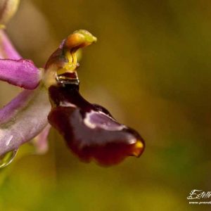 Ophrys de la Drôme (Ophrys drumana)