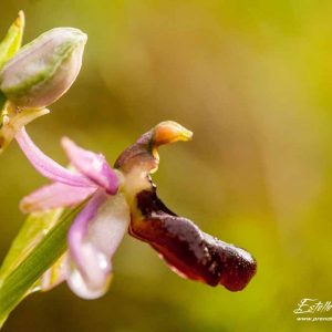 Ophrys de la Drôme (Ophrys drumana)