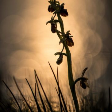 Orchis géants et Ophrys de mars