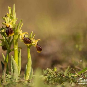 Ophrys de Mars à St Vallier