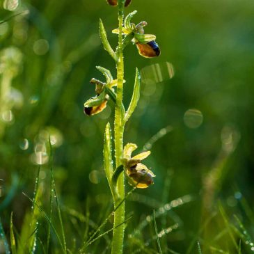 Crussol première fournée d’orchidées 2016: Ophrys petite araignée, Orchis de Provence et Ornithogale en ombrelle