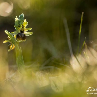 Ophrys de mars
