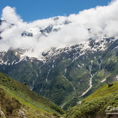 Bouquetin des Alpes