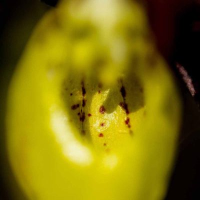 Sabot de Vénus (Cypripedium calceolus)