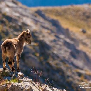 Bouquetin des Alpes