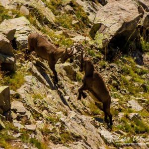 Bouquetin des Alpes