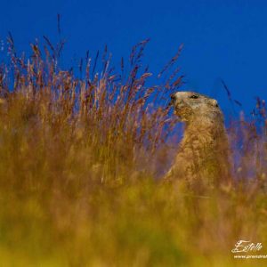 Marmotte des Alpes
