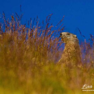 Marmotte des Alpes