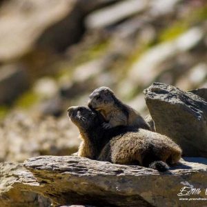 Marmotte des Alpes