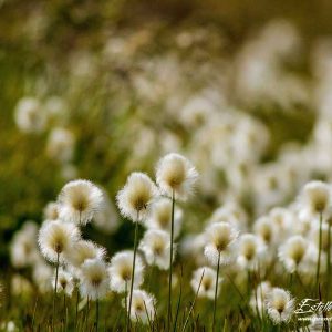 Linaigrette