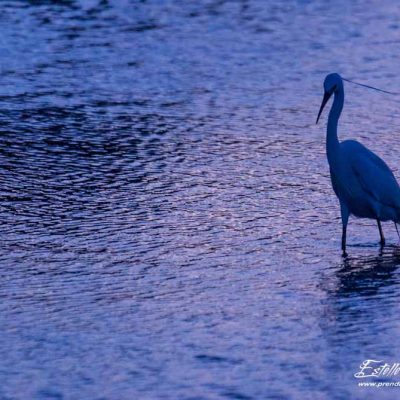 Aigrette garzette