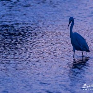 Aigrette garzette