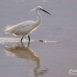 Aigrette garzette