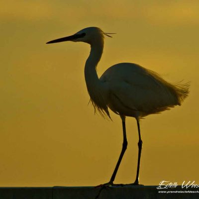 Aigrette garzette