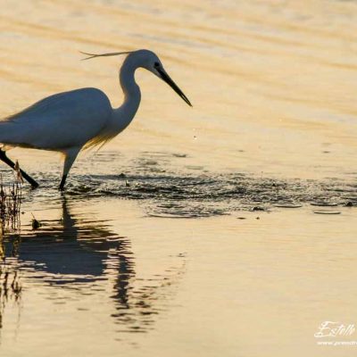 Aigrette garzette