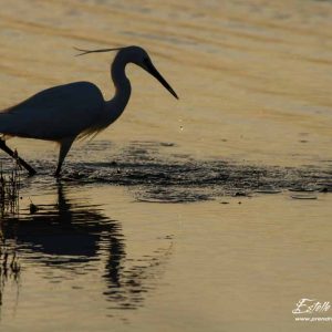 Aigrette garzette