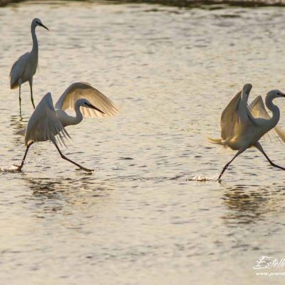 Aigrette garzette