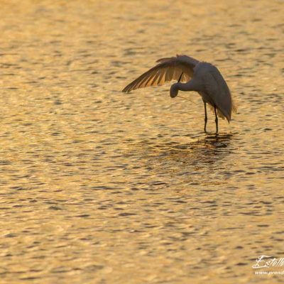 Aigrette garzette