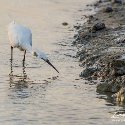 Aigrette garzette