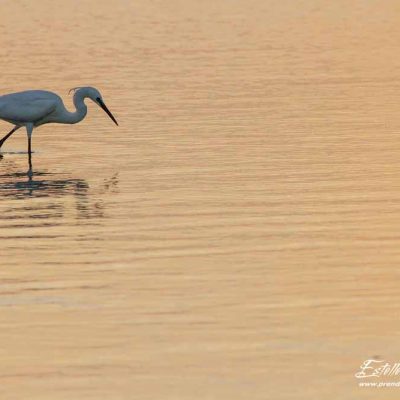 Aigrette garzette