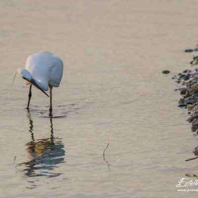 Aigrette garzette