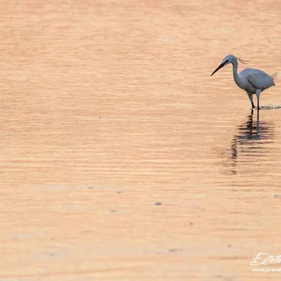 Aigrette garzette
