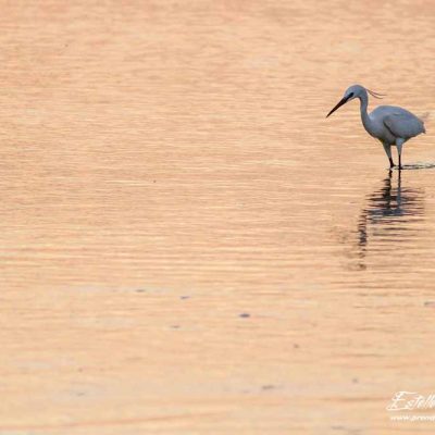 Aigrette garzette