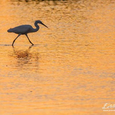 Aigrette garzette