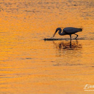 Aigrette garzette