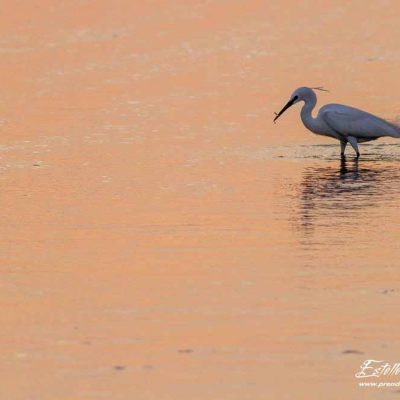 Aigrette garzette